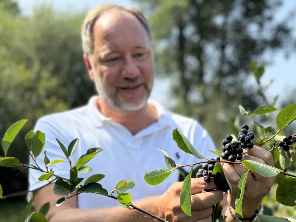 Christian Artaria inspecting the ripening stage of Aronia berries.