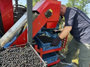 Mechanical harvesting of Aronia berries