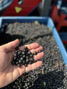 Freshly harvested Aronia berries