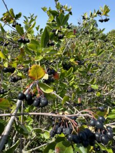 Cespuglio d'aronia con i frutti maturi