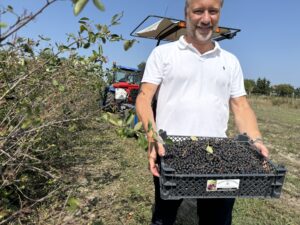 Christian Artaria mostra le bacche di aronia appena raccolte