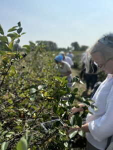 Raccolta manuale di bacche d'aronia