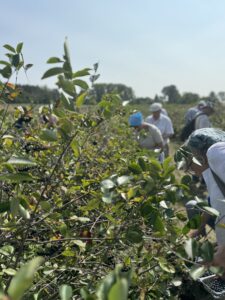 Récolte manuelle des baies d'aronia