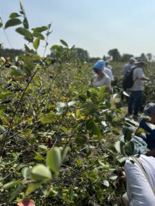 Hand-picking Aronia berries.