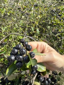 Un grappolo di bacche d'aronia