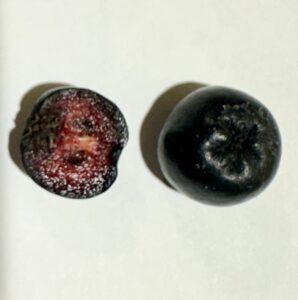 Aronia berry sliced in half